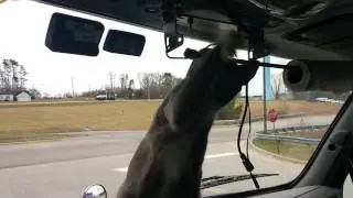 Dusty the Trucker cat