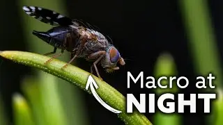 MACRO Photography EXPOSES What Happens at Night!