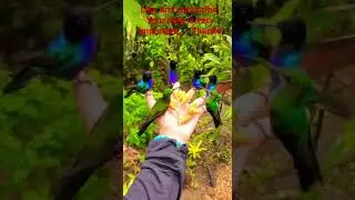 group of hummingbirds #animals #animallover #animal #hummingbird #birds #birdslover #nature