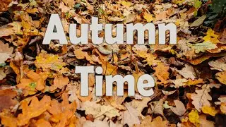 Autumn time | Sounds of nature, visuals, ASMR forest | Осень Лес Звуки Природы