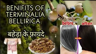 Benefits of Terminalia Bellirica ll बहेड़ा के फायदे ll use of Terminalia Bellirica llବାହାଡ଼ା ର ଗୁଣ