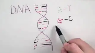 Bacterial Small RNA
