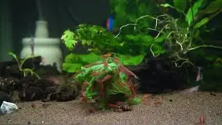 Cherry Red Shrimp eating Lettuce! (10+ hours Timelapse)