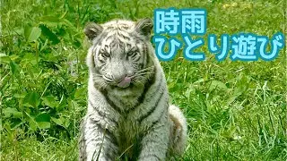ホワイトタイガー　時雨くん　ひとりで遊んでいる様子です【伊豆アニマルキングダム】White tiger Shigure-kun Izu Animal Kingdom