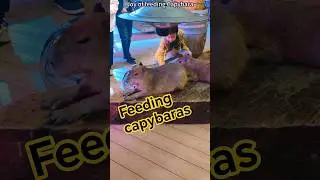 Joy of feeding capybara,#capybara,#pet,#animal,#life,#travel,#city