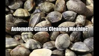 Clams Cleaning Machine  Video  #clams #cleaning