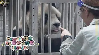 20260121 【Keeper's Talk】圓仔小助講上課經驗豐富，今日鬆弛感拉滿，悠哉悠哉不疾不徐精準踩點衝刺上課 The Giant Panda Yuan Zai