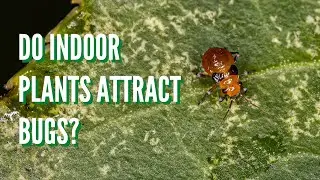 Do Indoor Plants Attract Bugs? ( You won't Believe What Bugs )