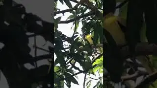 UNEXPECTEDLY SPOTTED A YELLOW AND BLACK BIRD PERCHING ON A MANGO TREE