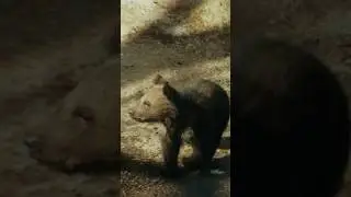 Cutest Bear Cub Ever At The Zoo
