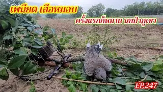ต่อนกเขาใหญ่ป่าภูเขาสูง | เพนียดเสือหมอบ | ครั้งแรกก็หมาน นกป่าภูเขา | EP.247