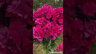 Самый красный флокс Старфайер