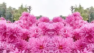 Flowers Exhibition | relaxing heart music | natural Tune | beauty of Pakistan | lovely place