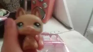 Pet Shopin kylpy