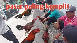 Hari ini pasar ayam bangkok pedan klaten||ada wireng kuning,wireng galeh dan pejantan bullbi