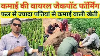 🌴 How to Grow Dragon Fruit from Cuttings #farming #dragon #hacks🌱✌️