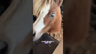 Replying to @Jason&Jody Boudah ummmmmm just a tiny bit though 😂😂😂#DVMFarms #minihorses #miniature