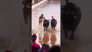 Mala  Chance #kambala #kambula #mangalore #race #sports #speed #speedrun #usainbolt #trending #trend