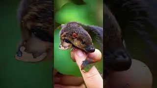 Finger-Sized Baby Animals &ndash; The Cutest Mini Creatures You&rsquo;ll Ever See! #littleanimals #minianimals