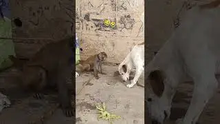 #shortsfeed 🤣😂🤣#comedy #shorts #monkey #shortvideo