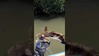 Mero Golliat #mero #fish #fishing #viral #JRpesca #pesca #pescadeportiva @JRPESCA1