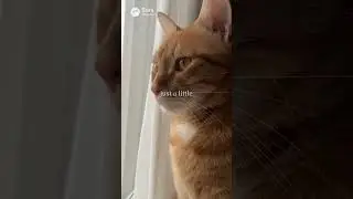 Cats Already Know | Peaceful Cat Story🐾 #cats #catvideo #healing #shorts #relaxing #mentalhealth