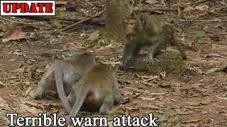 H-o-rrible attacking of mom Karita and Alphani with big male Seyha with strong shouting loudly warn