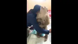 Little Jason Shy Continue Weighing When Mom Persuade