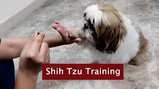 Shih Tzu Basic Training Commands | Dog Basic Training | Shih Tzu Puppy Training