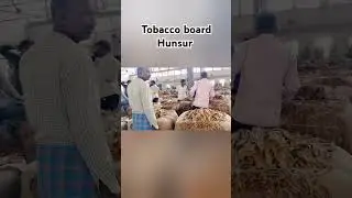 Tobacco board 🌱🌿🍃 #music #hunsur #andrapradesh #karnataka #tobacco #bangladesh @madangowdru143