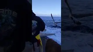 Seagull steals fish