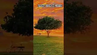 Most amazing  spring season in Japan ! #travel #nature #worldattractions #touristplace #love