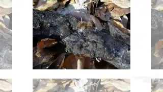 Exidia glandulosa - fungi kingdom
