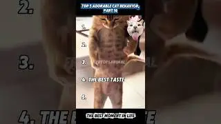 Cute all reactiona of cat ❤️ #animal #animals #cat #cats #youtubeshorts #short #short