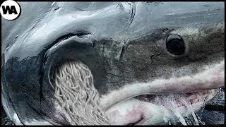 Quando um Tubarão Encontra uma Orca Faminta