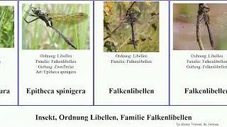 Insekt, Ordnung Libellen, Familie Falkenlibellen smaragdlibelle insect Epitheca Somatochlora Heads
