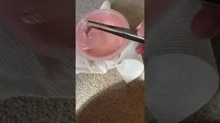 Feeding a fancy bearded dragon a frozen thawed fuzzy mouse