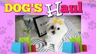 Dog's HAUL APRIL-JUN 2019, Coton de Tulear I Lorentix
