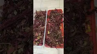 Harvesting Amaranth seeds🌿