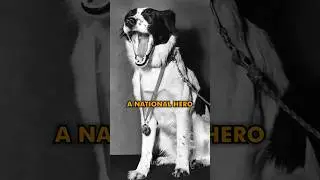 How a Dog Saved the World Cup: The Incredible Story of Pickles! #shorts
