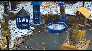 LIVE Bird & Squirrel bird feeder cam Ohio #nuthatch #tuftedtitmouse #carolinawren #finch #chickadee
