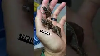 3 Eastem box Turtle Ninjas#shorts #viral #trending