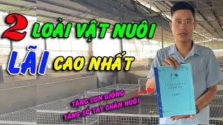 2 Loài Vật Nuôi Cho Lãi Cao Nhất Hiện Nay, Trang Trại Chồn Giống Lớn Nhất Miền Nam | Chăn Nuôi Việt