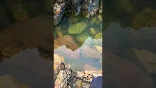 LRF in Devon rockpools #lrf #fishinguk #uglystick #seafishing #fishing