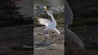 Тупик против чайки