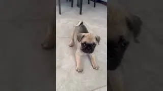 8 week old Bella pug 💕🐾