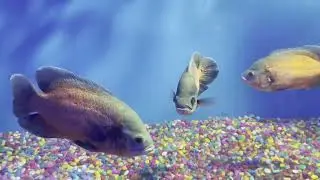 Underwater Fish Tunnel in Pune| Fish aquarium in Pune| underwater aquarium Pune-HA Ground Pimpri