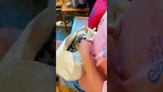 Here comes the cutie                  #shorts cute cat  #Extraordinarypet #ofpet #Petspet