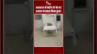 Raebareli Hospital Dog Viral Video: अस्पताल में मरीज के बेड पर आराम फरमाता दिखा कुत्ता! | UP News