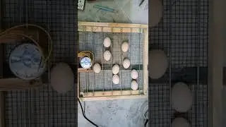 🥚 egg turning tray(2)